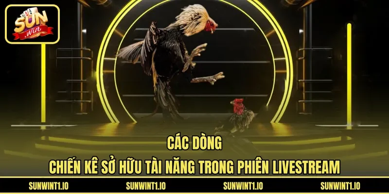 Các dòng chiến kê sở hữu tài năng trong phiên livestream